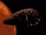 8chickenrun.jpg